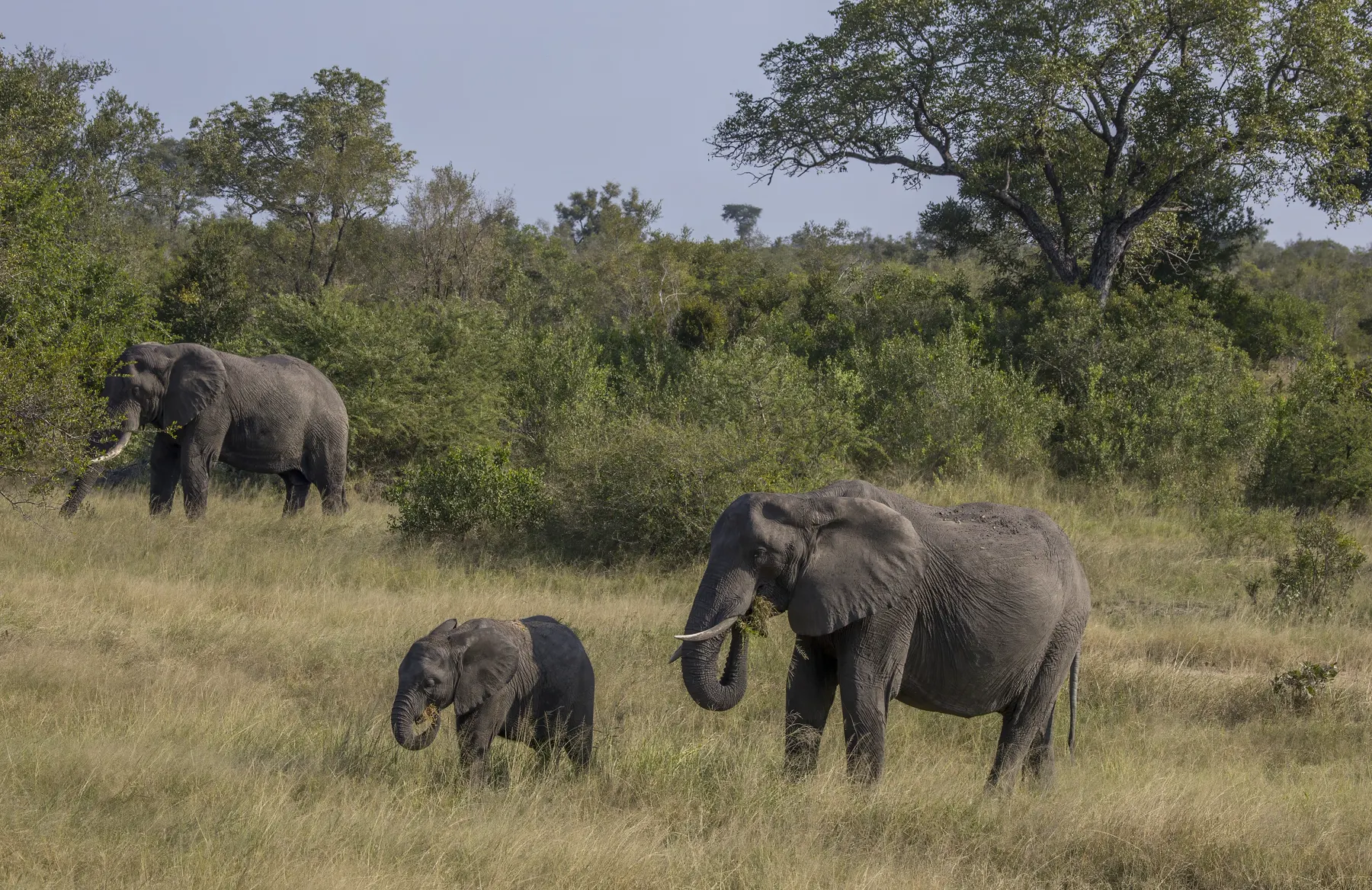 An elephant cow and calf walking through the bush