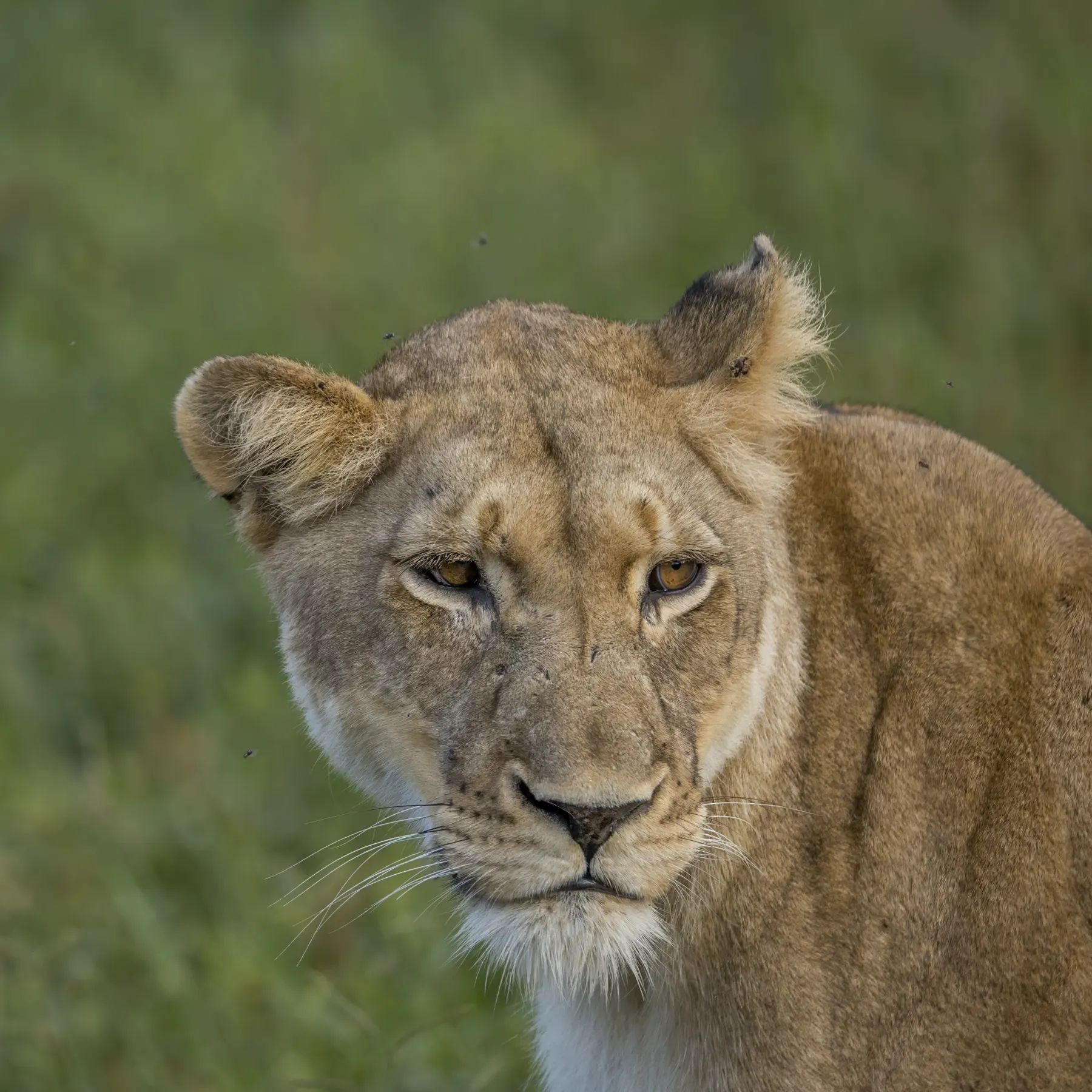 A lioness lying in the grass, looking at the camera