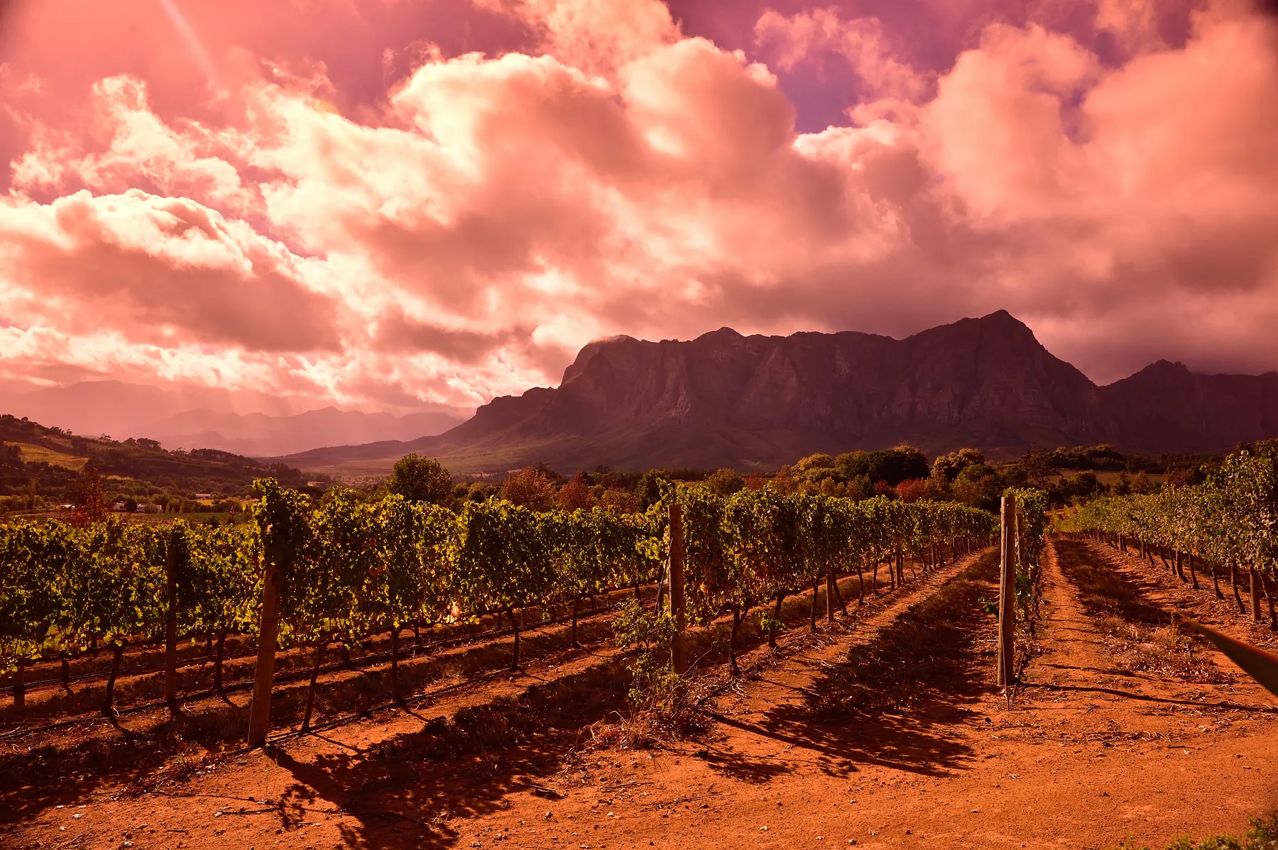 A Franschhoek vineyard under a red sunset sky
